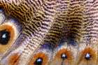 Butterfly wing close-up Art Print